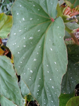B. ‘Peter Riccobono’